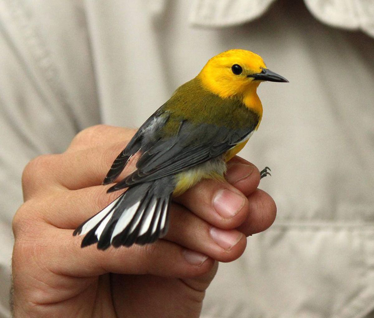 Longshot' bird beats big odds | Archives | postandcourier.com