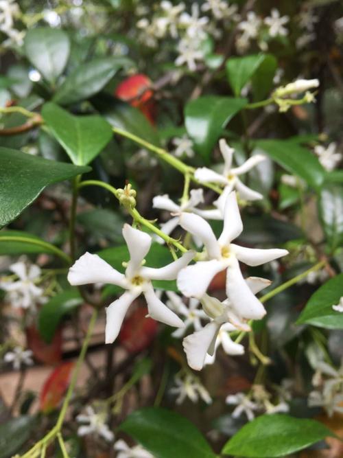 Choosing Plants For Fragrance Adds A New Dimension To Charleston Gardens Columnists Postandcourier Com