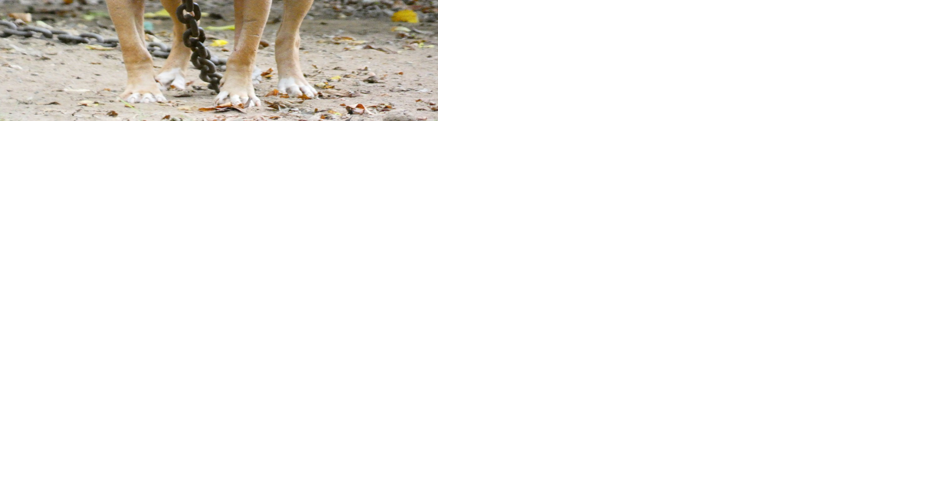 13 people arrested during dogfighting match in Richland, SC | Columbia News - Vimarsana News