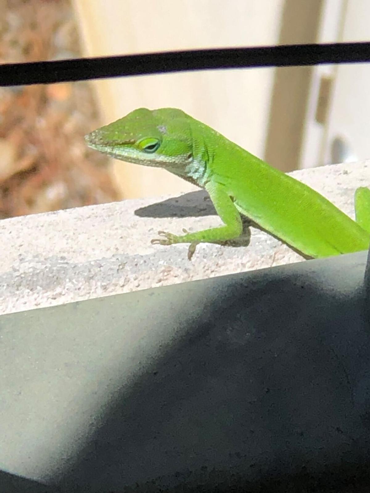 Gekko