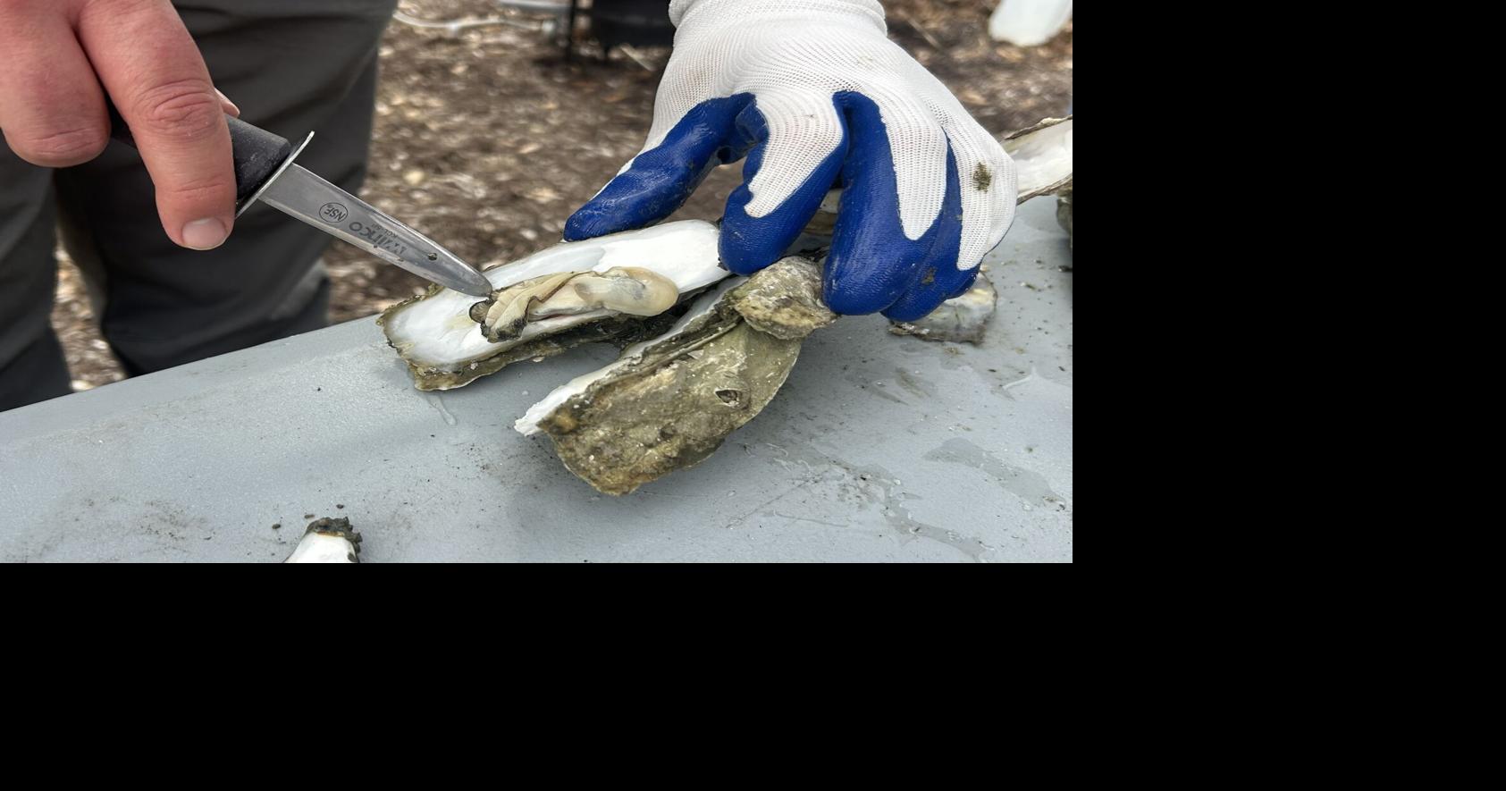 Deadly bacteria in seafood kills 1 in SC, sickens others. But don’t panic yet, health officials say. - Post and Courier