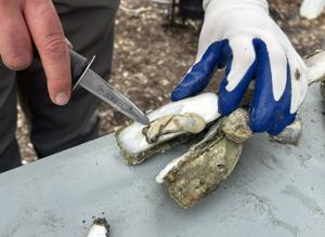 Oyster (Copy)