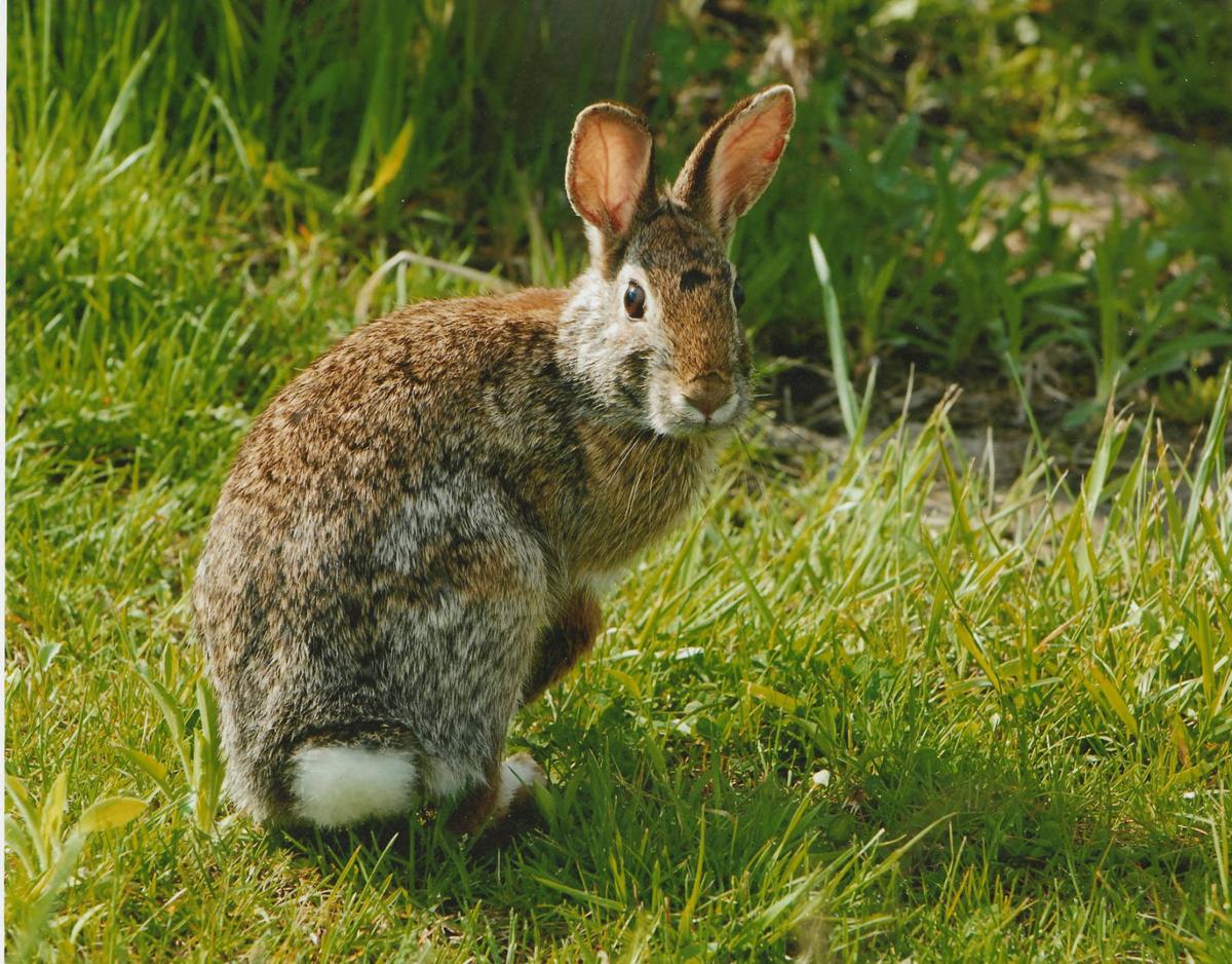 SC wildlife officials concerned about rabbit disease affecting wild and domestic  animals | News 
