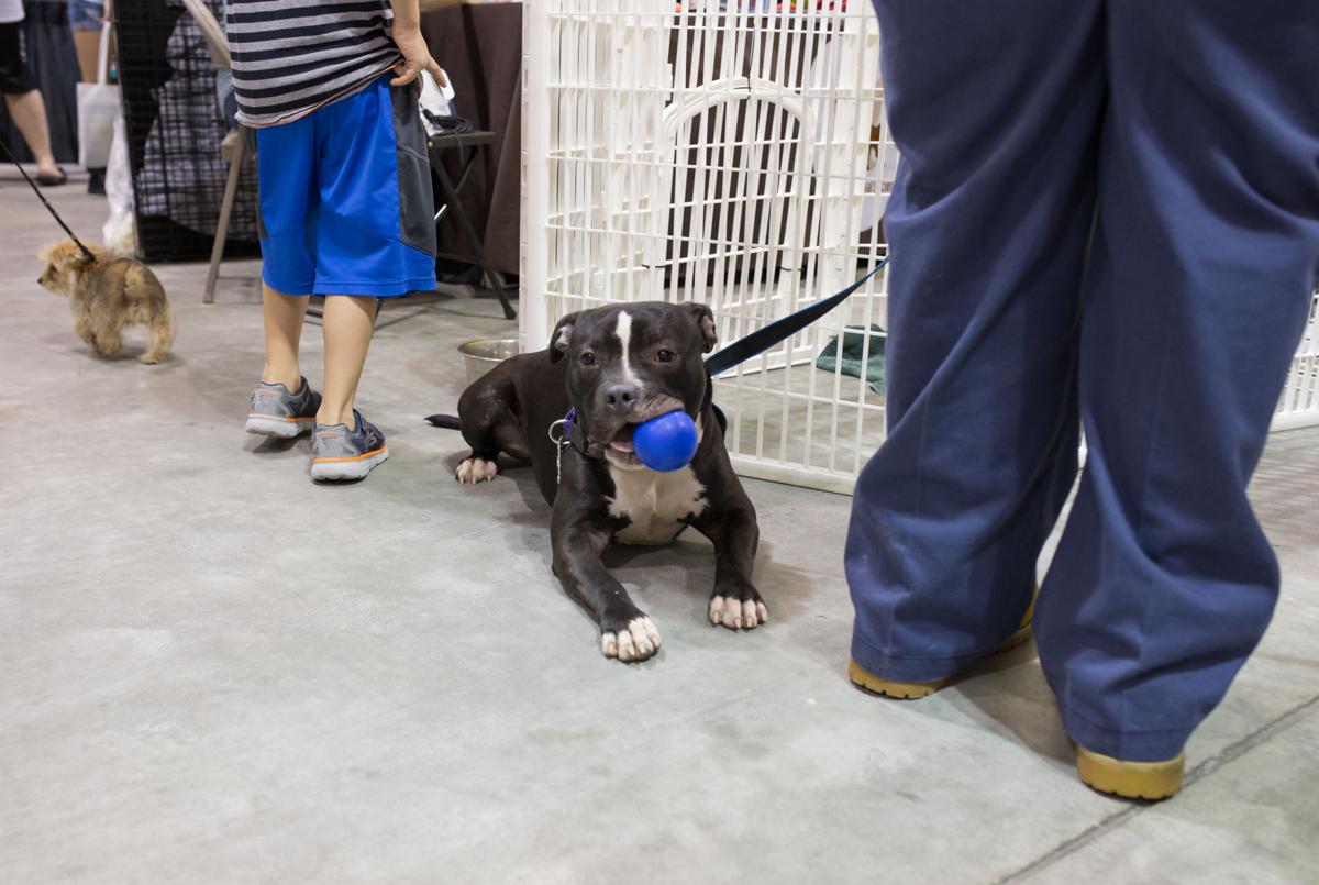 Pet Expo-October 14, 2017-450