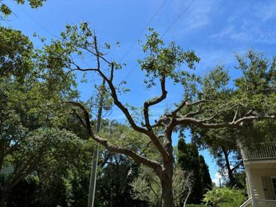 Dominion Tree Dominion tree cutting, Joe Biden's abilities, Democrats lied