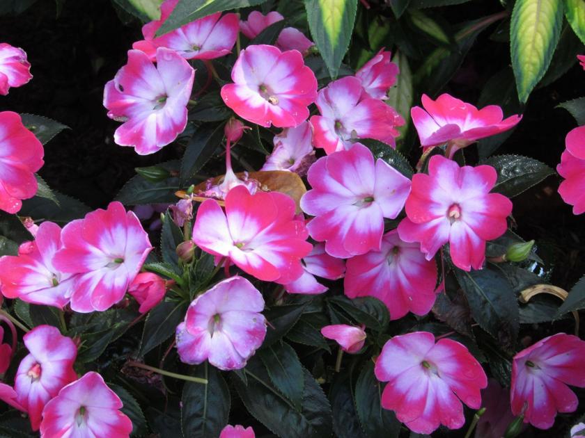 The best bets Summer annuals that should thrive and ...
