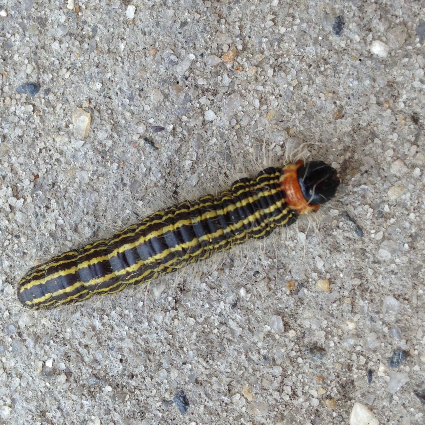 black caterpillar with yellow stripes on side