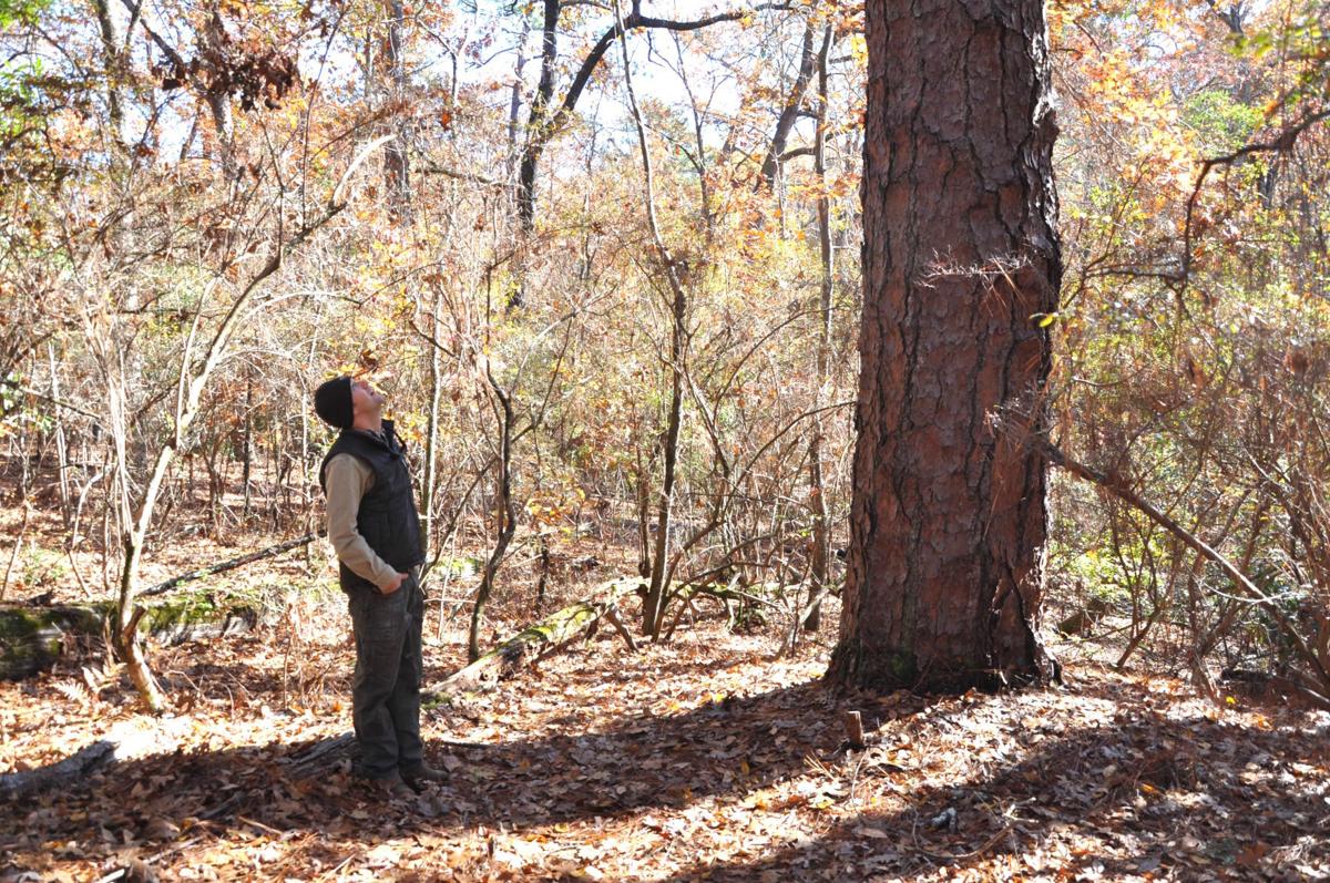 Hitchcock Woods home of national champion longleaf pine News