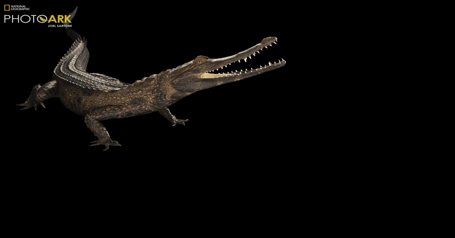 Q&A: National Geographic explorer Joel Sartore's Photo Ark comes to Charleston