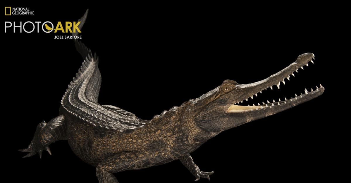 Q&A: National Geographic explorer Joel Sartore's Photo Ark comes to Charleston