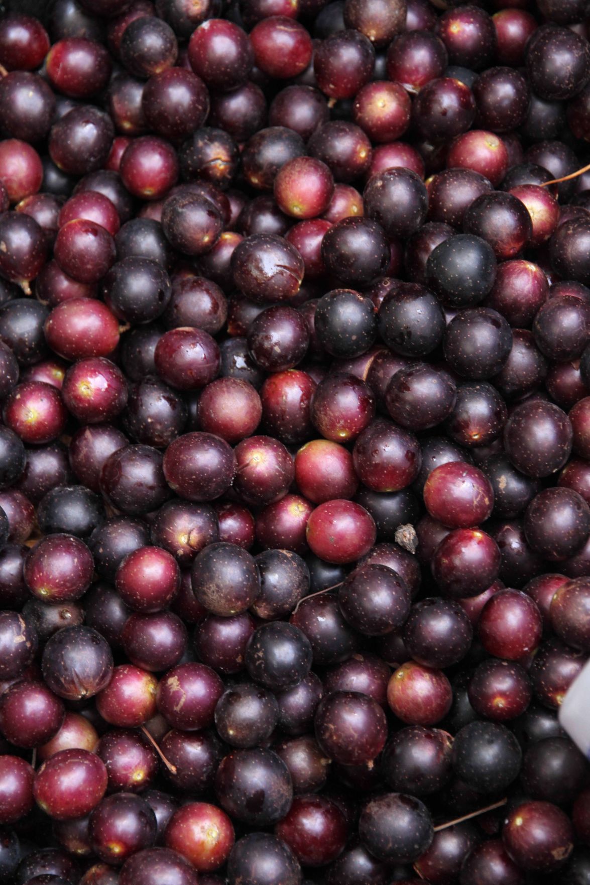 Grape Stomping Festival