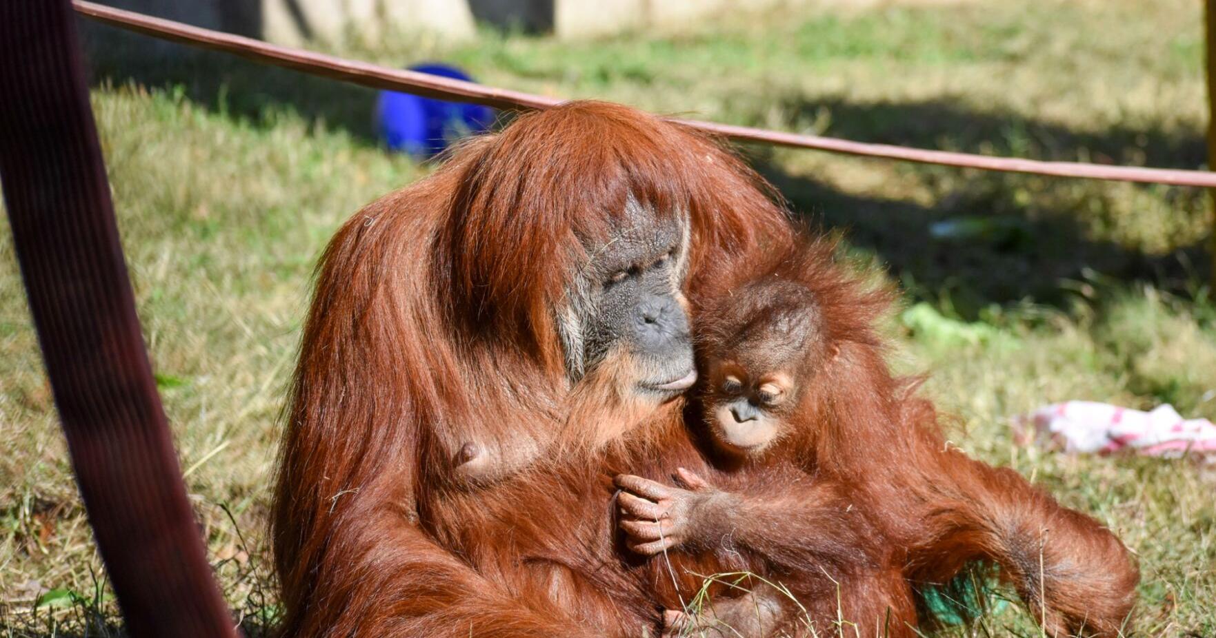 Greenville Zoo gaining financial independence, city says | Greenville News - Vimarsana News