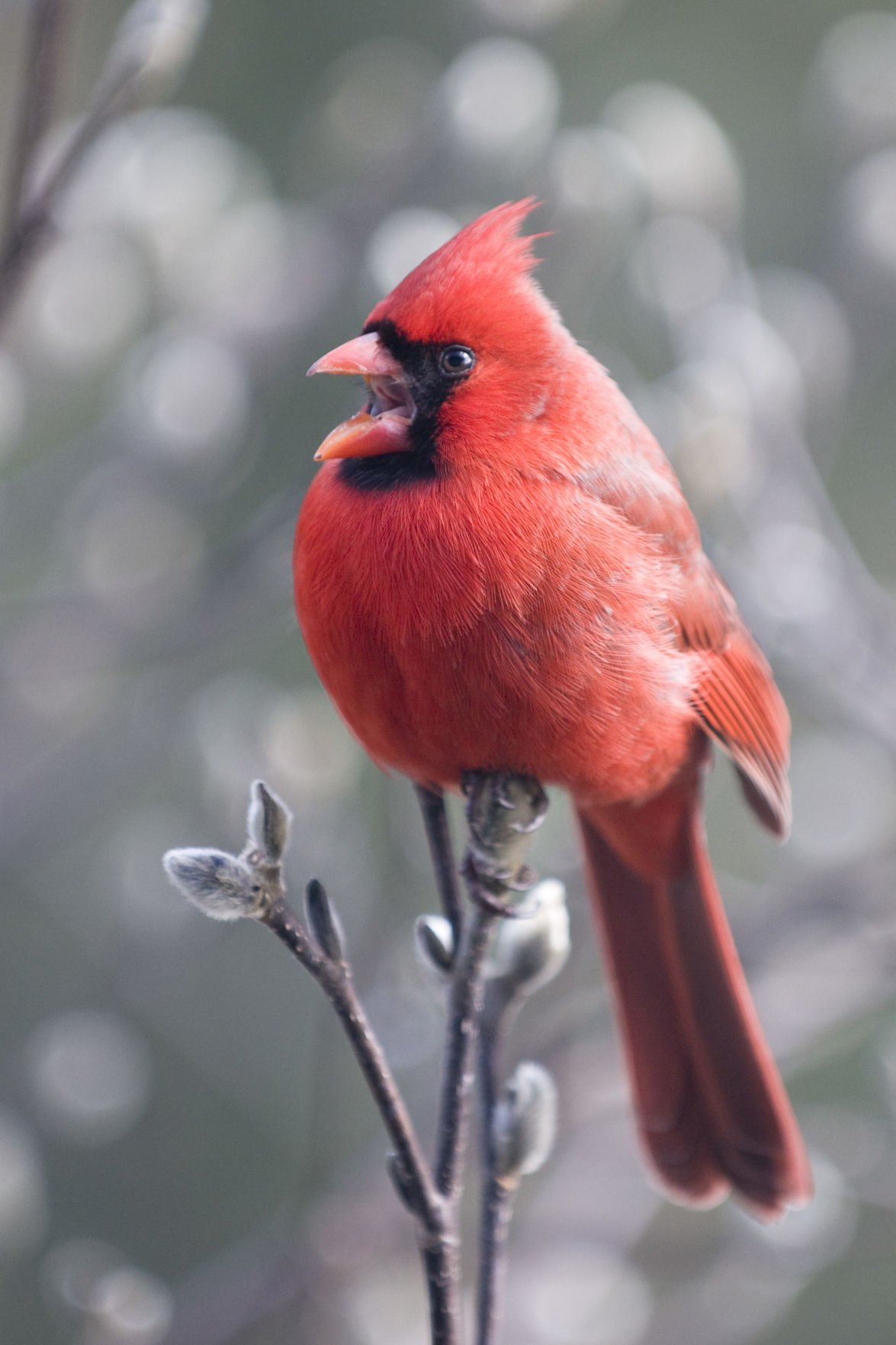 Northern cardinals the love birds of the backyard Features