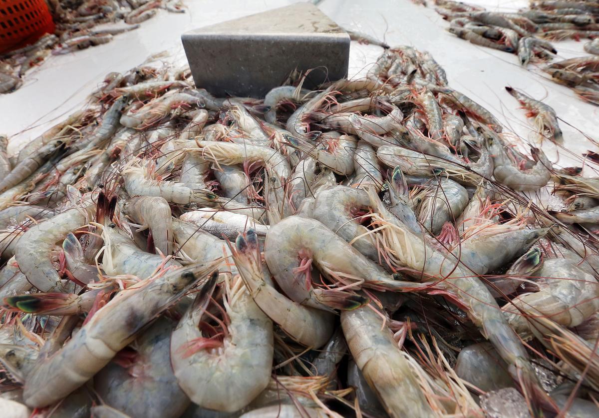 Lateseason haul brings in bigger SC shrimp than what's usually seen in
