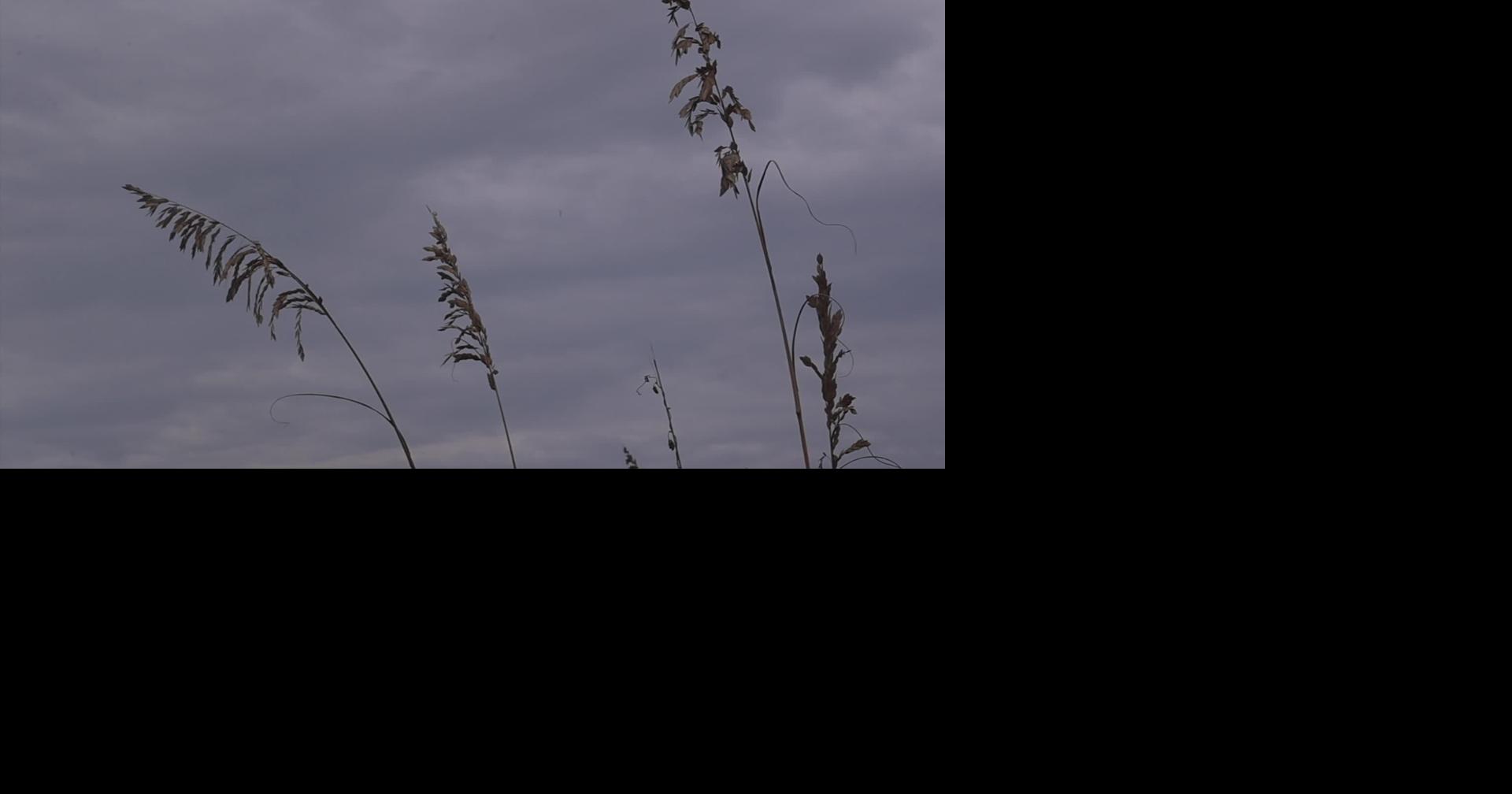 SC Aquarium sea turtle release on Folly Beach Videos postandcourier com