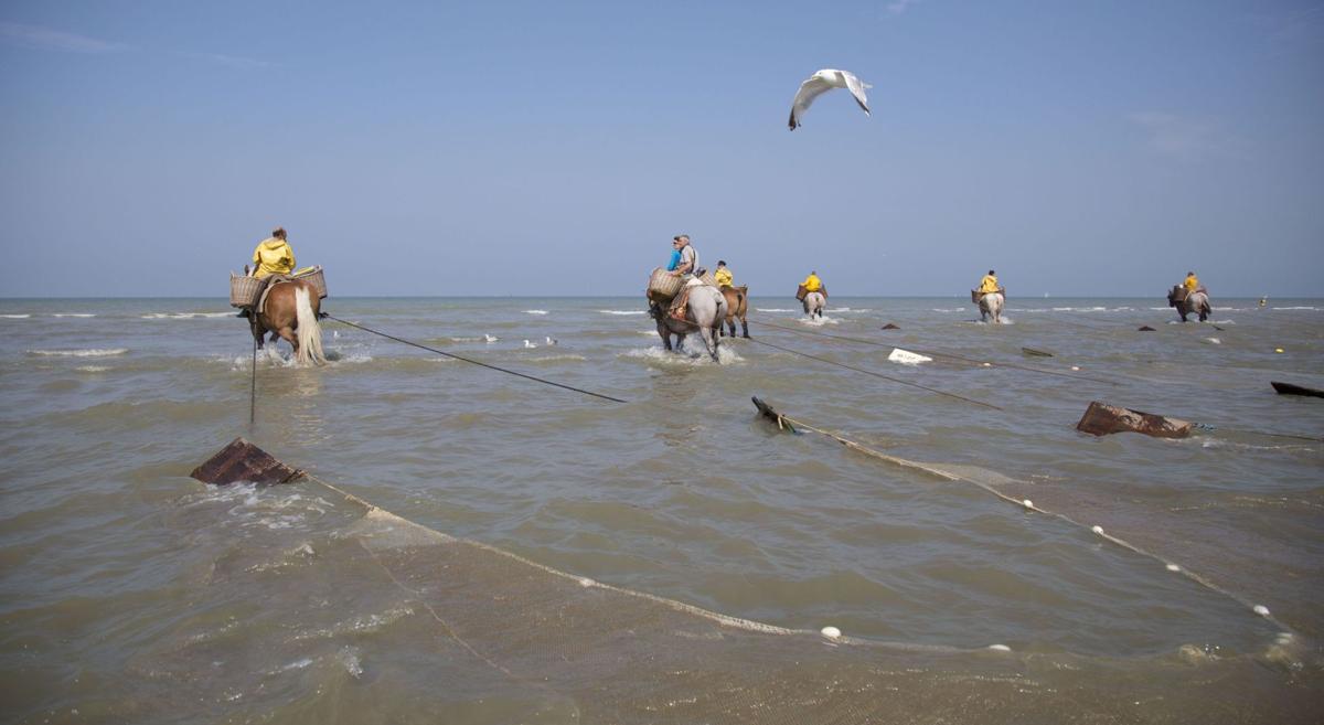 Shrimping on horseback