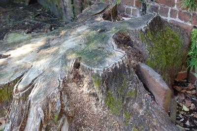 Reviving A Jewish Cemetery Columnists Postandcourier Com