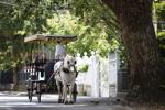 Amid tumultuous year for tourism, Charleston marks decade run of No. 1 city title