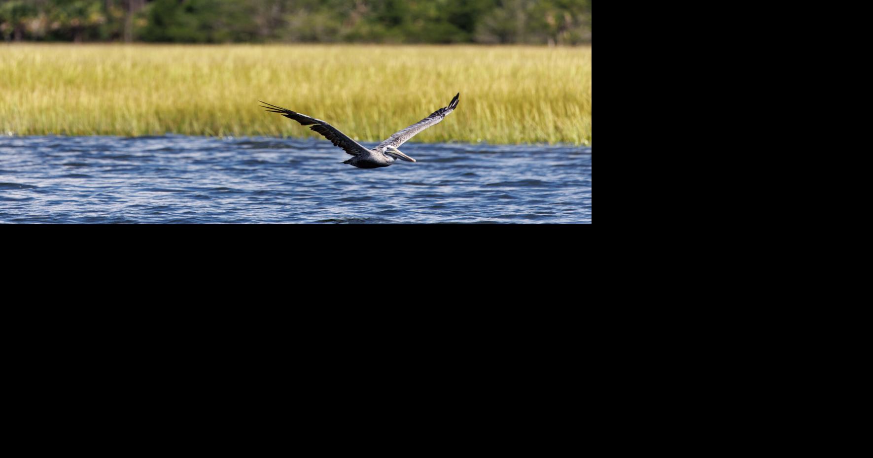 Environmental groups petition city of Charleston to revisit Cainhoy development plan