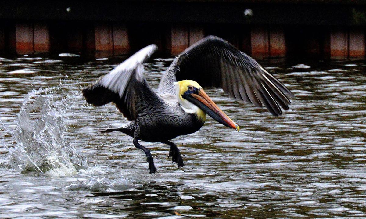 Reader photos: Lowcountry Waterfowl