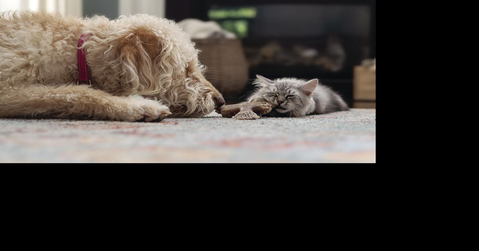 ANIMAL CONNECTION: Ways to provide pets with mental enrichment in the ...