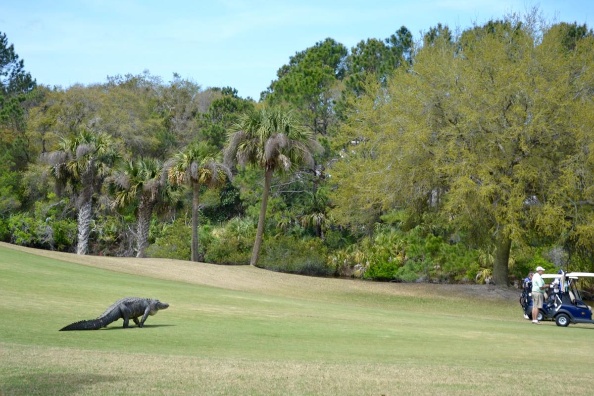 gator on golf course