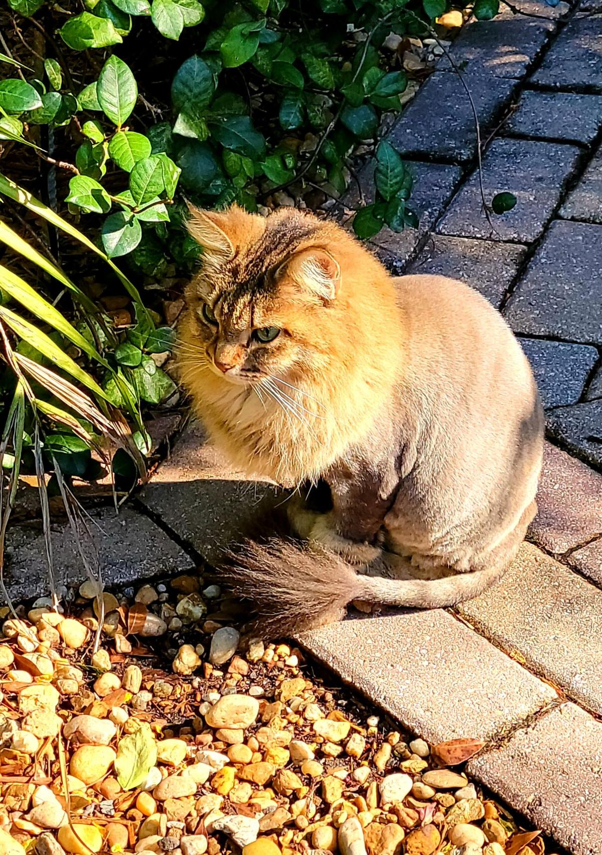 Feline Friends Frkovich.jpg