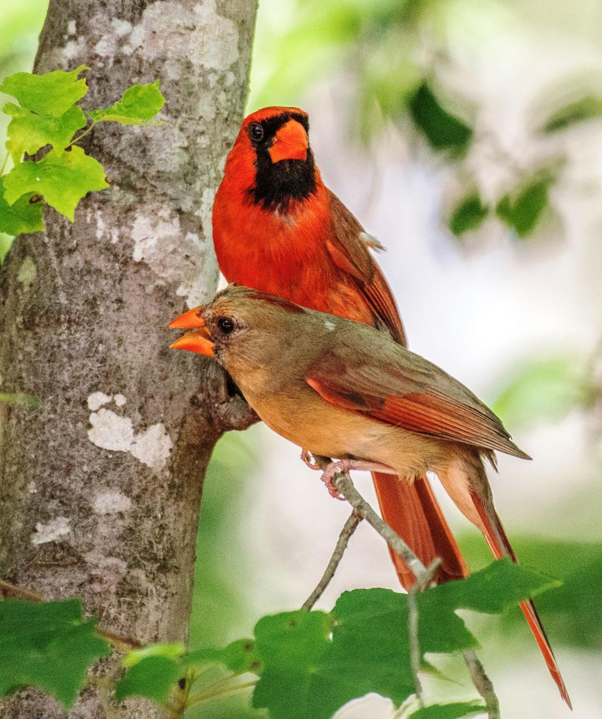 Love birds of the backyard: Cardinals rule bird feeders with both royal