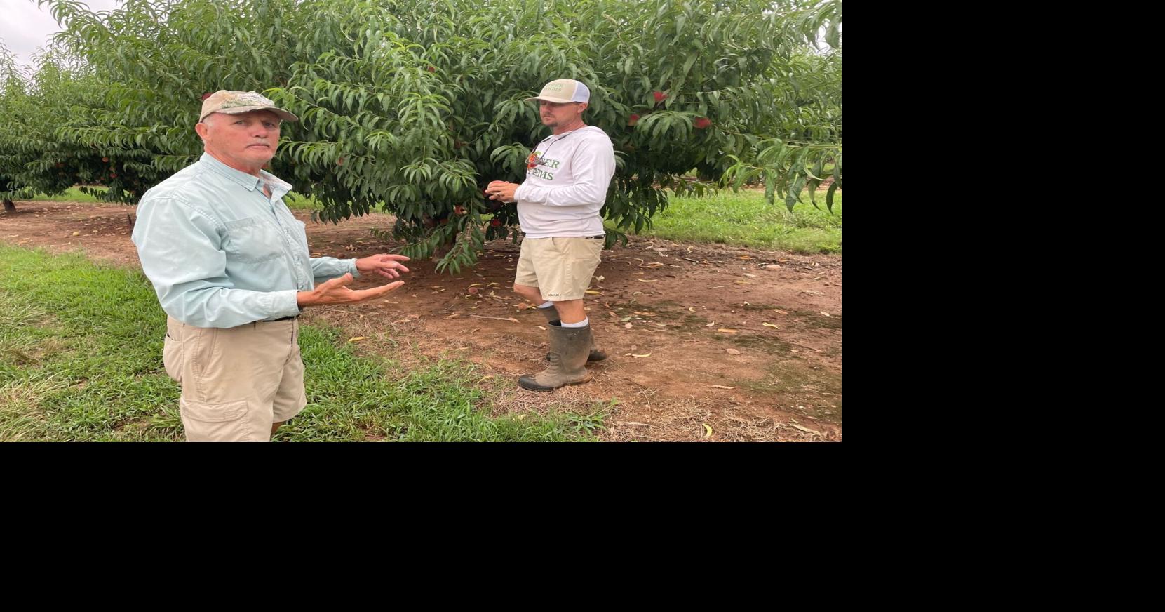 Landrum-based Hyder Farms celebrates 100 years in Upstate SC
