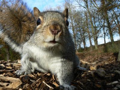 Squirrel (copy)