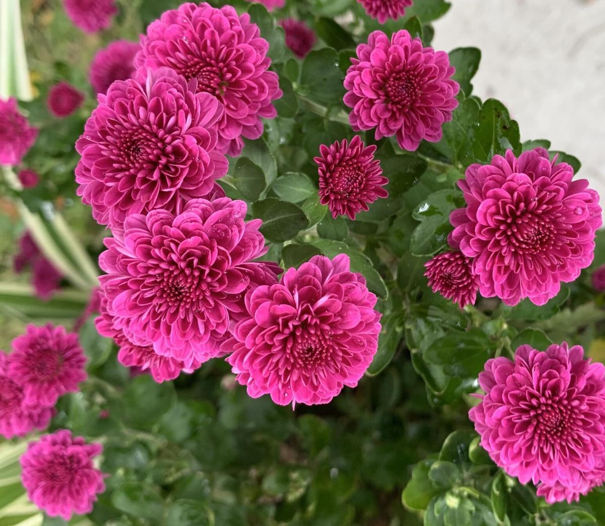 Gardening column: These mums are perfect for a fall garden, image size:1200x1042