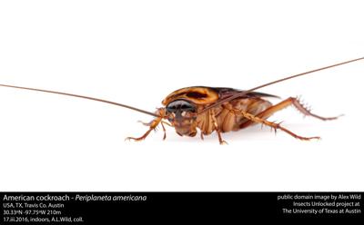 American cockroach - Periplaneta americana