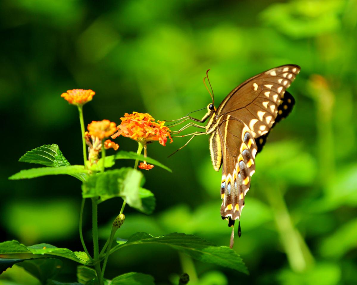 Ross-Almers Butterfly.jpg
