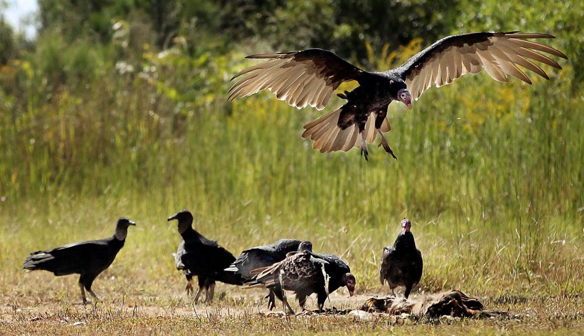Feeding vultures Birds of Prey features unusual restauran Archives