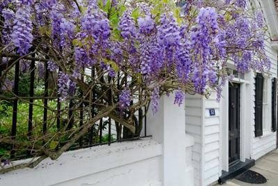 AIKEN MASTER GARDENERS: Native plants are often the best choice for local  landscapes