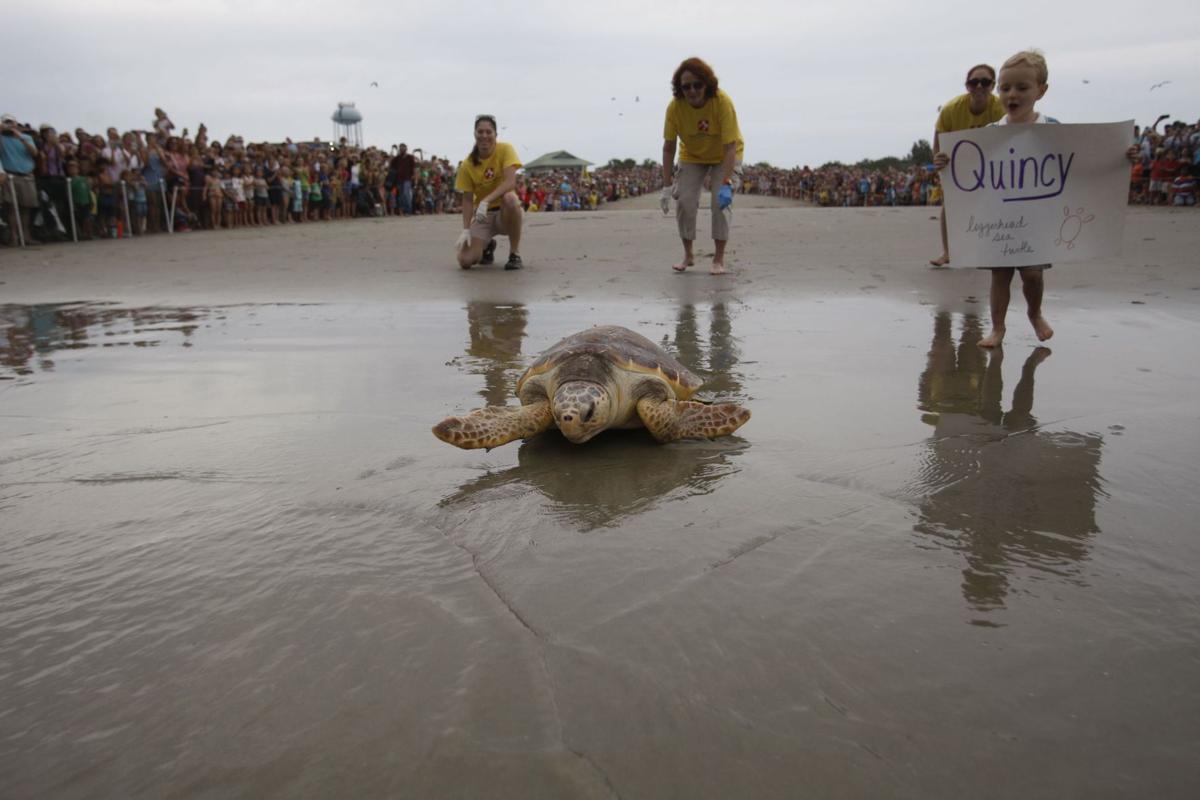 South Carolina Aquarium releases five loggerheads