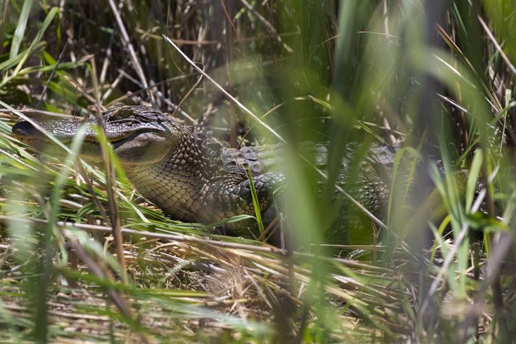 Gators &amp; Turtles 602.jpg (copy) (copy)