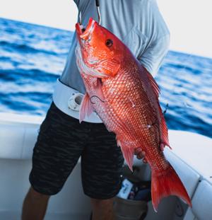 SC will have 14-day red snapper season in October