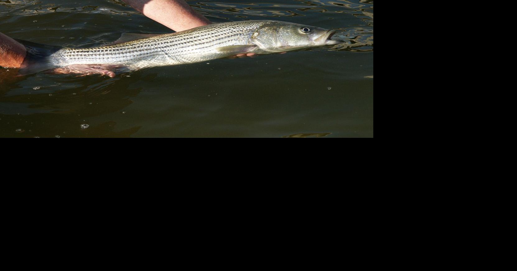 Santee Cooper striped bass stocking important to area fishery's success