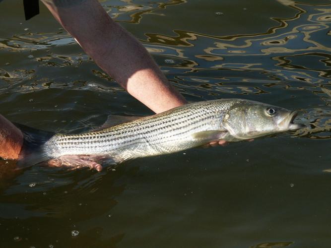 SCDNR - News Releases - Freshwater Fishing Trends