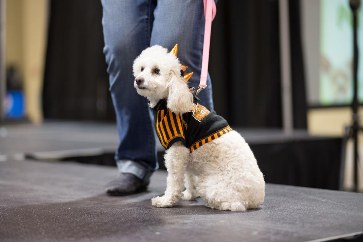 Pet Expo-October 14, 2017-588