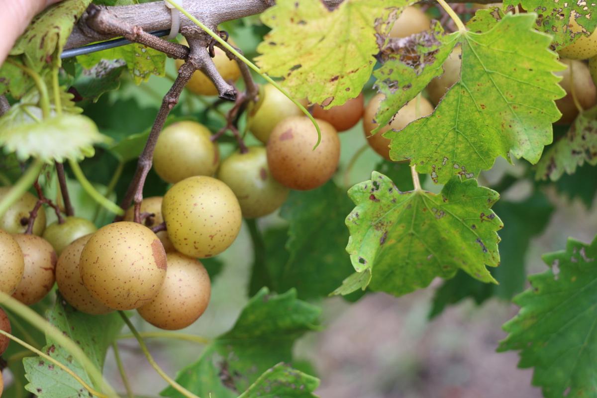 muscadine black personals Muscadine jelly recipe southern grapes have been grown by various members of my family dating back to as far as we date back scuppernongs, which they pronounced “skuppa-nahns” are. muscadine black personals Muscadine jelly recipe southern grapes have been grown by various members of my family dating back to as far as we date back scuppernongs, which they pronounced “skuppa-nahns” are.