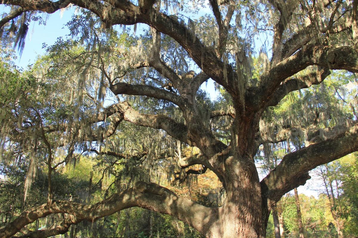 Live Oaks Garden Can Be At Peace Home And Garden Postandcourier Com