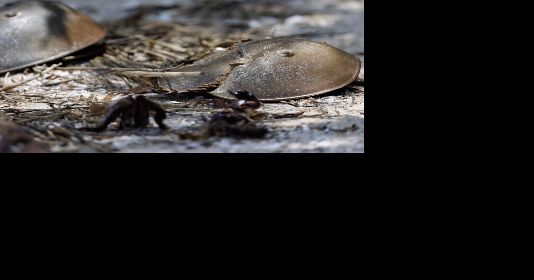 Once thought to be beach bums, new research shows SC’s horseshoe crabs thrive in salt marsh