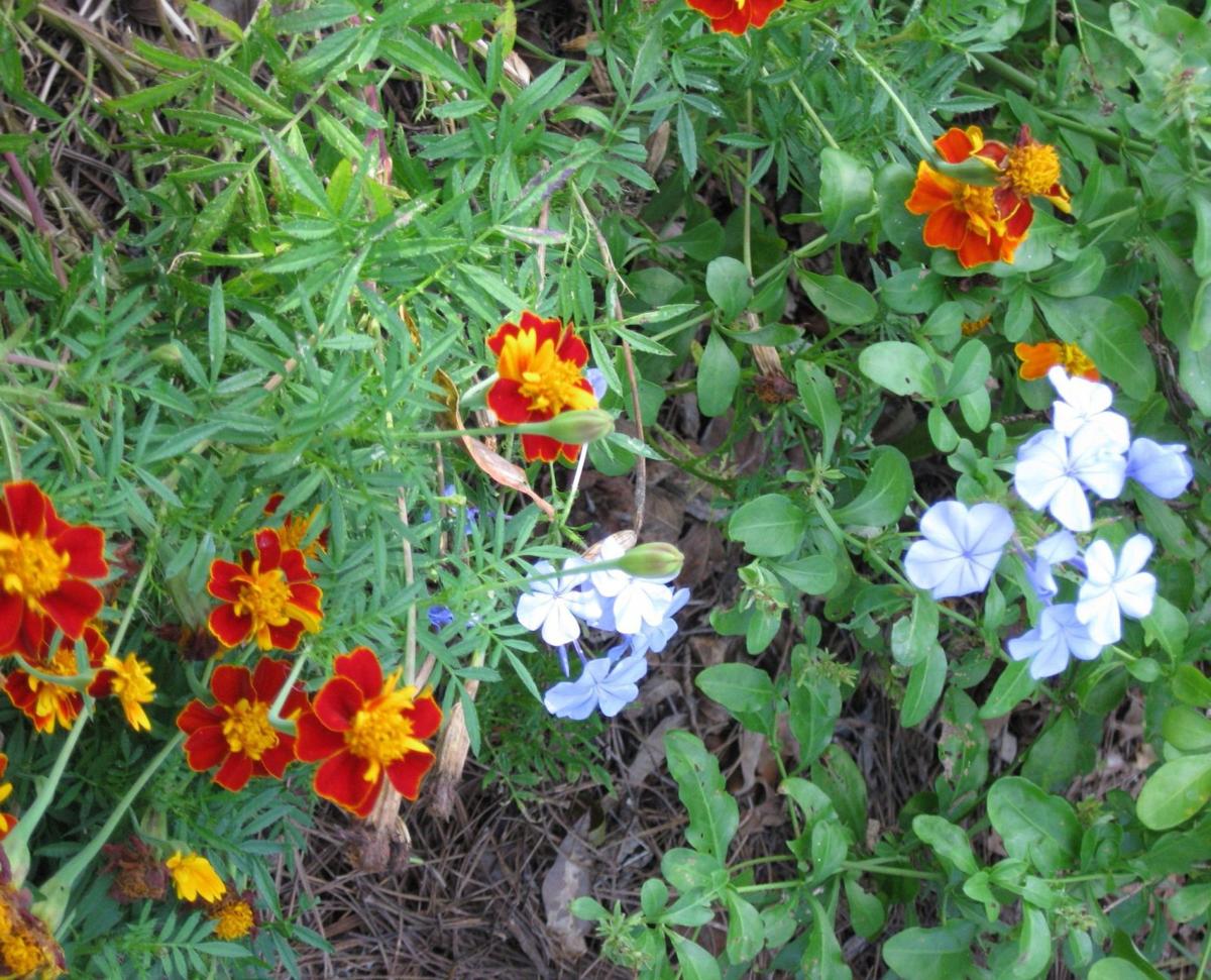 Your Guide To What And When To Plant In The Lowcountry Home Your Guide To What And When To Plant In The Lowcountry Home