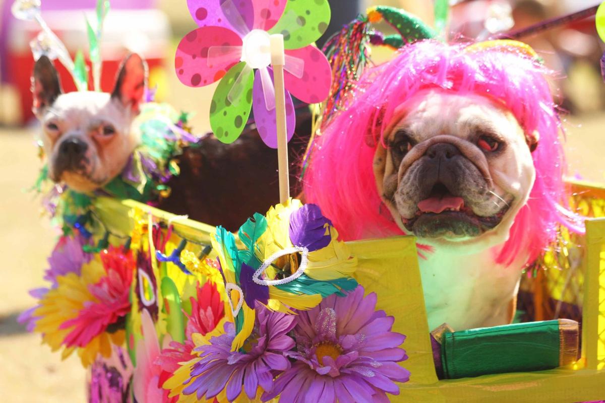 Mardi Gras Pawrade