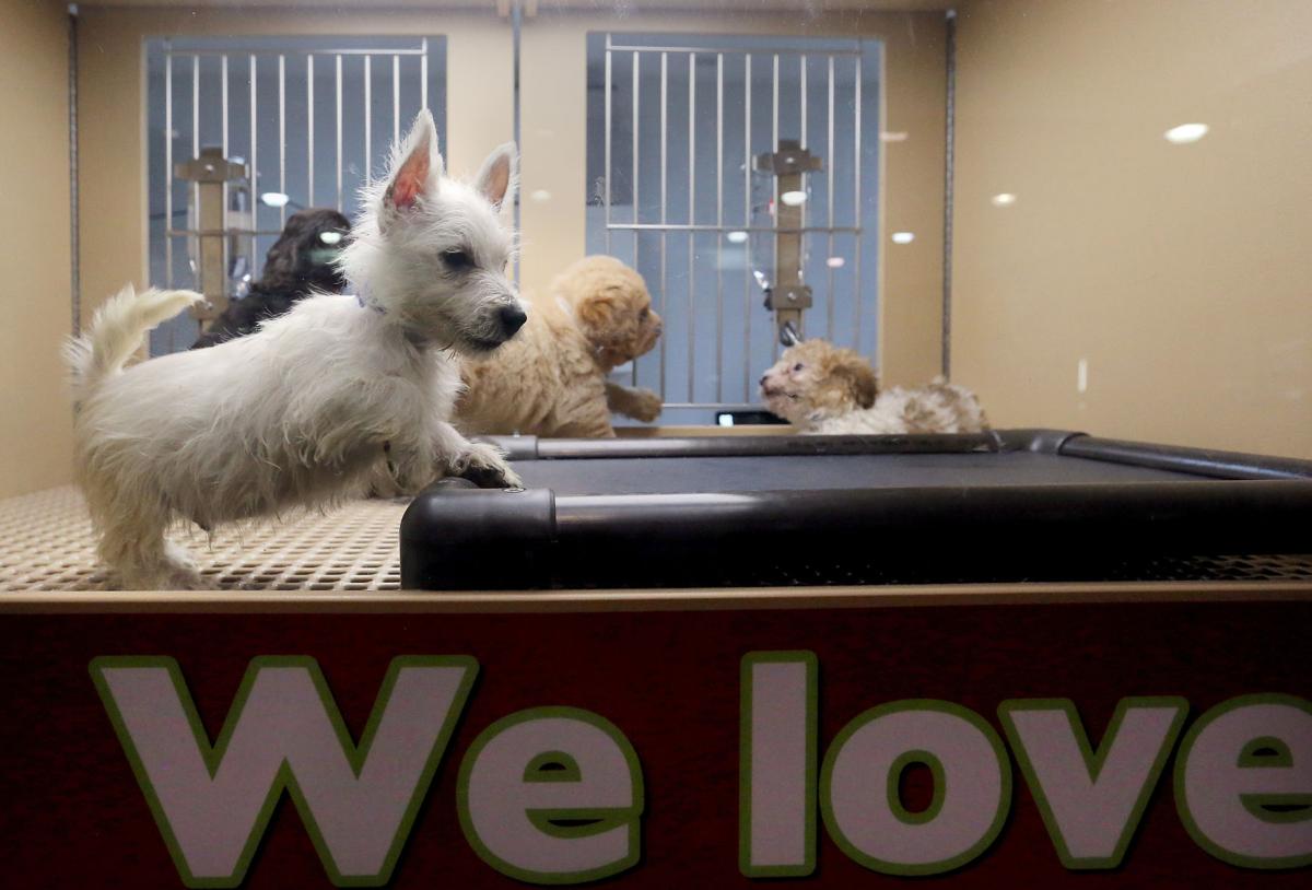 11 SC animal groups protest Summerville pet store's move to sell from