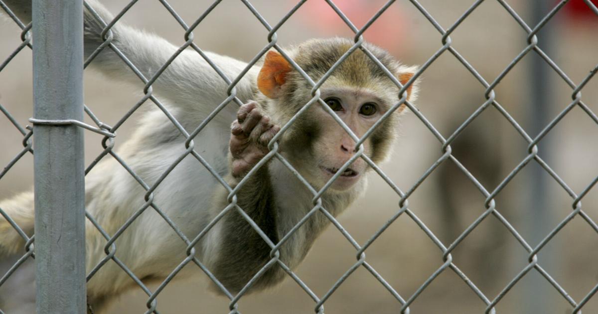 Leitartikel: Sie müssen nicht gegen Tierversuche sein, um sich über die ...
