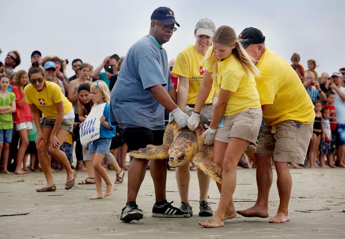 South Carolina Aquarium releases five loggerheads