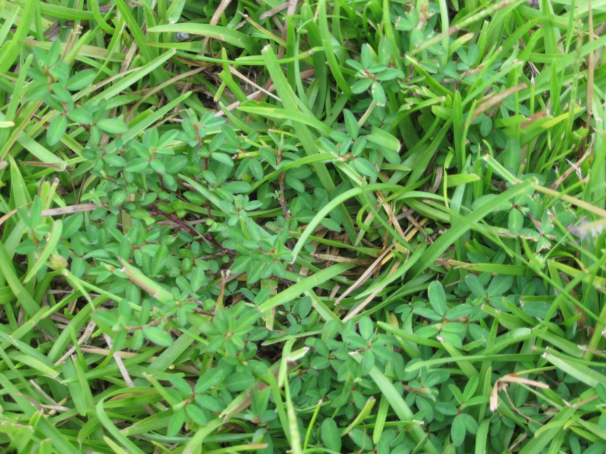 Recognizing and managing tough summer weeds | Columnists ...